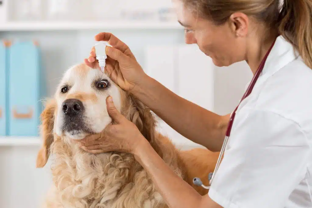 VETERINARY-Drugs